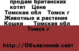 продам британских котят › Цена ­ 2 000 - Томская обл., Томск г. Животные и растения » Кошки   . Томская обл.,Томск г.